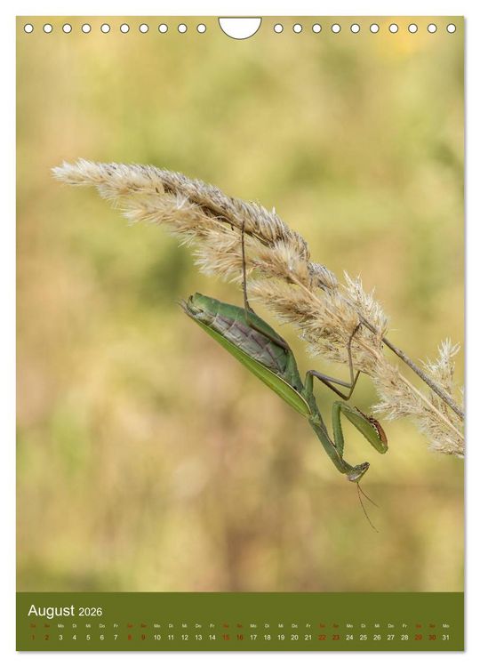 Produktbild: Die Gottesanbeterin. R&auml;uber der Insektenwelt. (Wandkalender 2026 DIN A4 hoch), CALVENDO Monatskalender