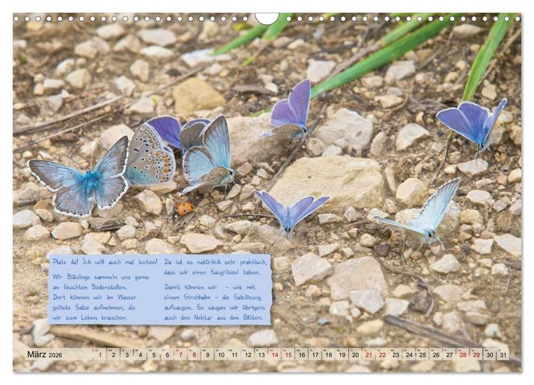 Produktbild: GEOclick Lernkalender: Steckbriefe einheimischer Schmetterlinge (Wandkalender 2026 DIN A3 quer), CALVENDO Monatskalender