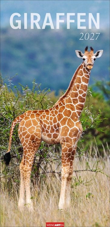 Produktbild: Giraffen Kalender 2027