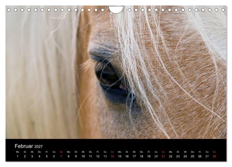 Produktbild: Wundersch&ouml;ne Haflingerwelt (Wandkalender 2027 DIN A4 quer), CALVENDO Monatskalender