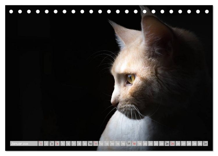 Produktbild: Katzen Pers&ouml;nlichkeiten 2026 (Tischkalender 2026 DIN A5 quer), CALVENDO Monatskalender