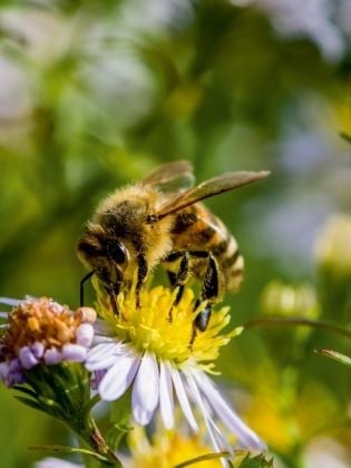Produktbild: CALVENDO Puzzle Biene auf Marguerite | 1000 Teile Lege-Gr&ouml;&szlig;e 64x48cm Foto-Puzzle f&uuml;r gl&uuml;ckliche Stunden