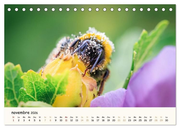 Produktbild: Nos amis les insectes (Calendrier de bureau 2026 DIN A5 vertical), CALVENDO calendrier mensuel