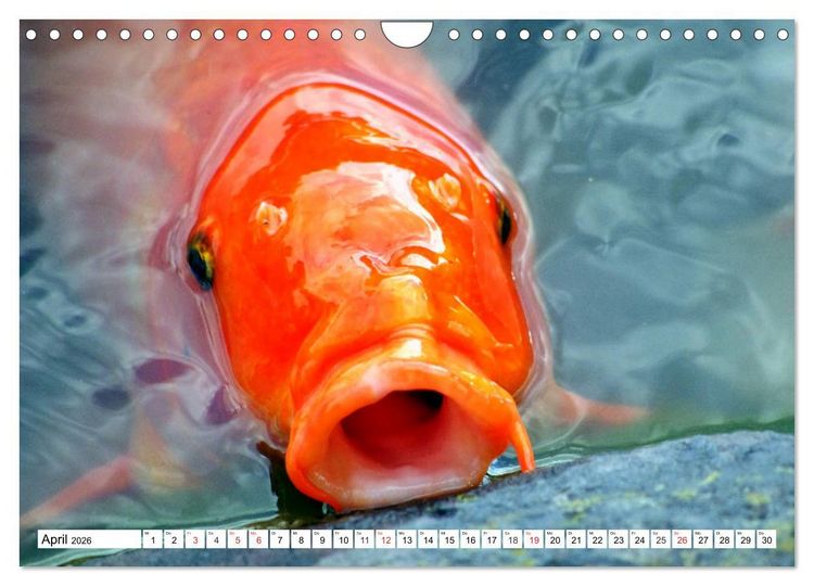 Produktbild: Koi Karpfen. Blickfang und Gl&uuml;cksbringer (Wandkalender 2026 DIN A4 quer), CALVENDO Monatskalender