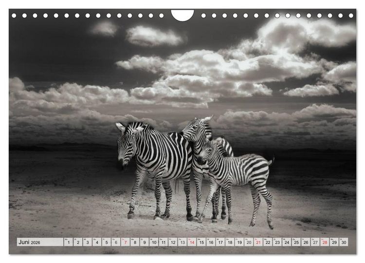 Produktbild: Wilde Tiere in schwarz-wei&szlig; (Wandkalender 2026 DIN A4 quer), CALVENDO Monatskalender