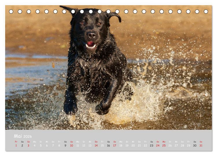 Produktbild: Liebenswerter Labrador 2026 (Tischkalender 2026 DIN A5 quer), CALVENDO Monatskalender
