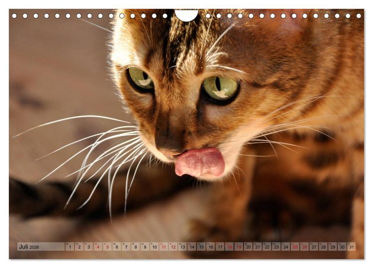 Produktbild: Liebe auf den ersten Katzenblick (Wandkalender 2026 DIN A4 quer), CALVENDO Monatskalender