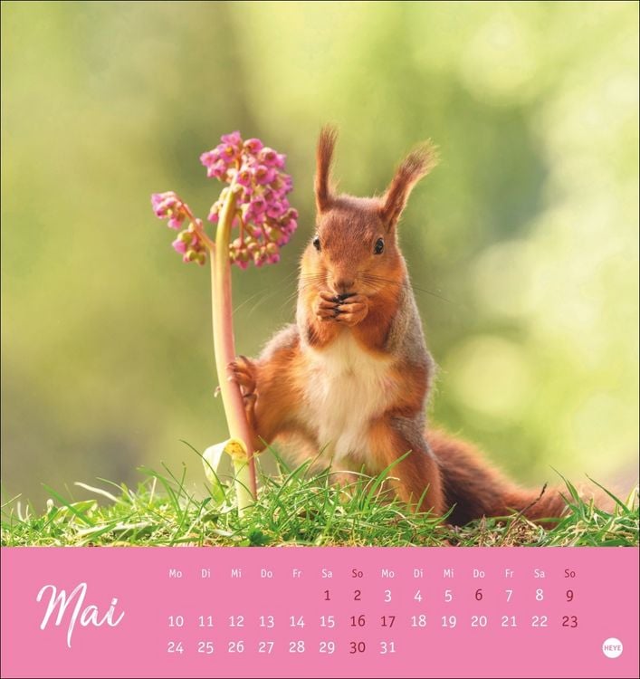 Produktbild: Eichh&ouml;rnchen Postkartenkalender 2027