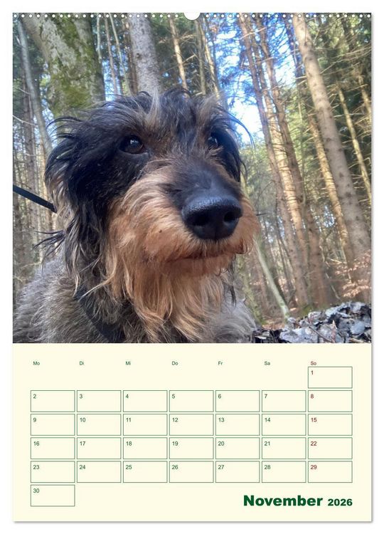 Produktbild: Schorschi &ndash; Ein Jahr mit dem bayrischen Rauhhaardackel (hochwertiger Premium Wandkalender 2026 DIN A2 hoch), Kunstdruck in Hochglanz