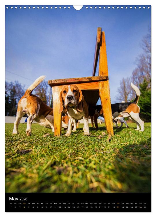 Produktbild: Beagles in action (Wall Calendar 2026 DIN A3 portrait), CALVENDO 12 Month Wall Calendar