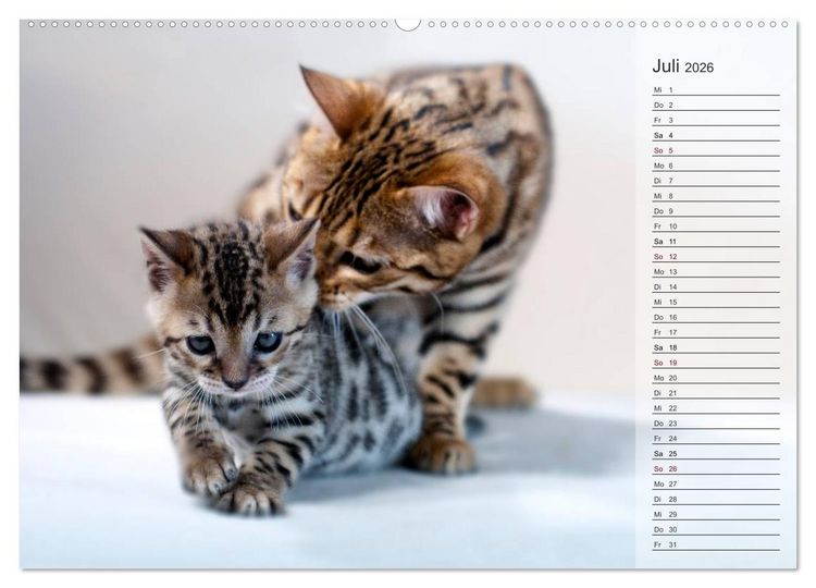 Produktbild: Die Bengalkatze. Edition Jungtiere (hochwertiger Premium Wandkalender 2026 DIN A2 quer), Kunstdruck in Hochglanz
