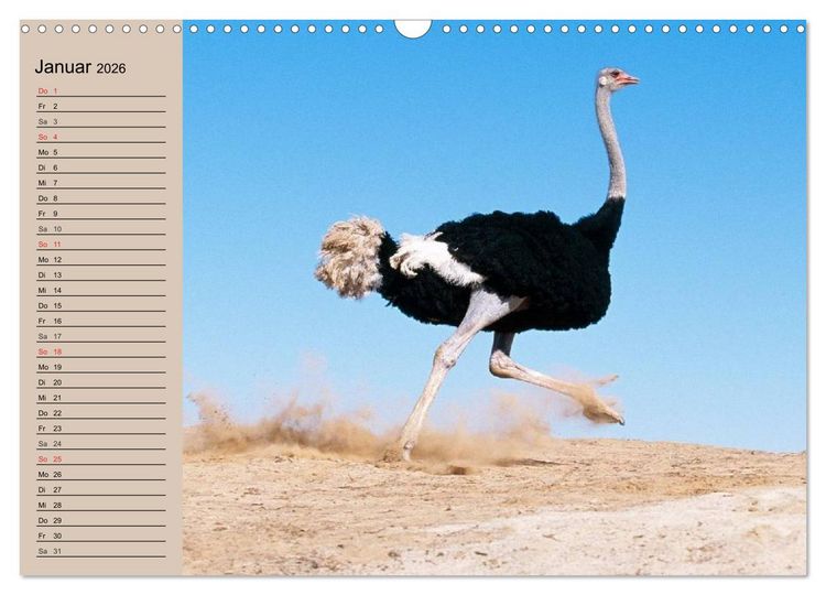 Produktbild: Vogel Strau&szlig;. Imposanter Riese und L&auml;ufer (Wandkalender 2026 DIN A3 quer), CALVENDO Monatskalender