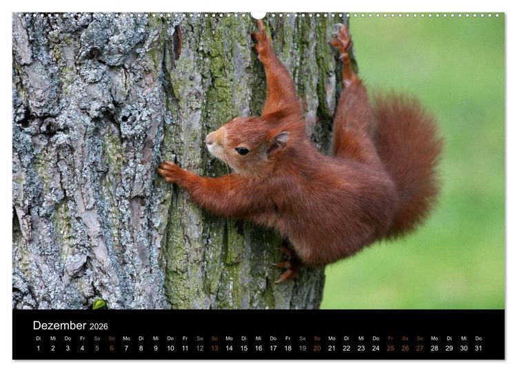 Produktbild: Eichh&ouml;rnchen (hochwertiger Premium Wandkalender 2026 DIN A2 quer), Kunstdruck in Hochglanz