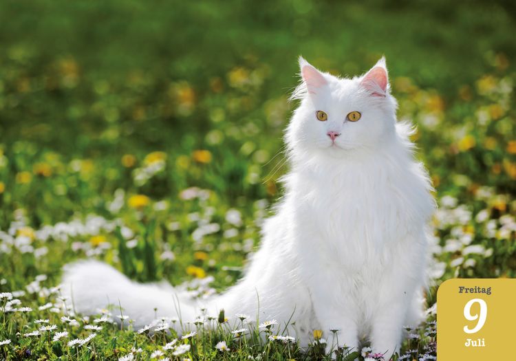 Produktbild: Katzenpoesie 2027