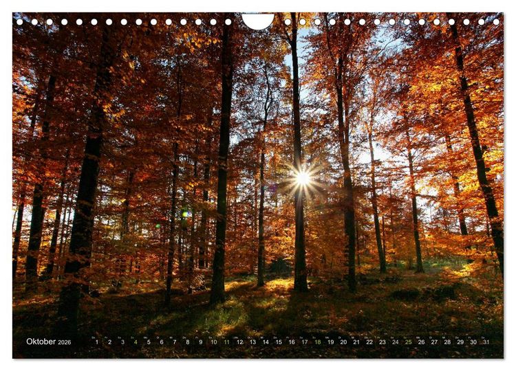 Produktbild: B&auml;ume (Wandkalender 2026 DIN A4 quer), CALVENDO Monatskalender