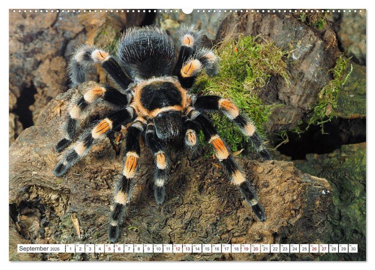 Produktbild: Haarige Gesellen (hochwertiger Premium Wandkalender 2026 DIN A2 quer), Kunstdruck in Hochglanz