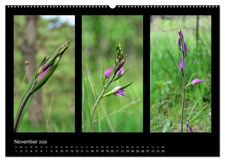 Produktbild: Heimische Orchideen im Dreierpack (Wandkalender 2026 DIN A2 quer), CALVENDO Monatskalender