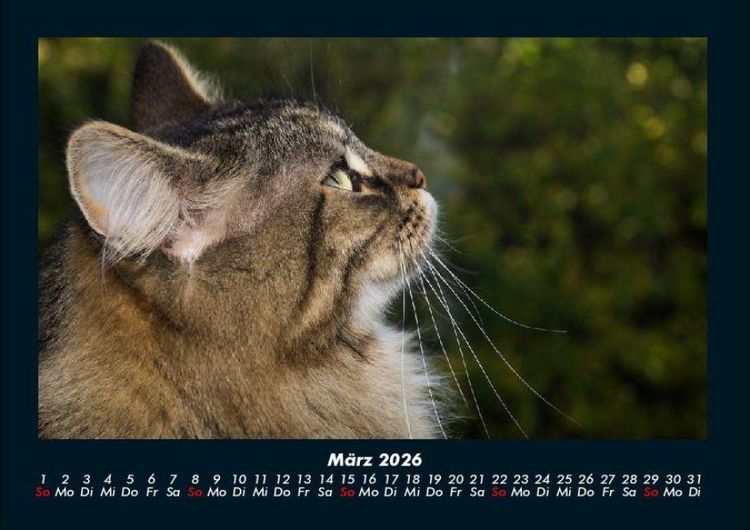 Produktbild: F&uuml;r Katzenfreunde 2026 Fotokalender DIN A4