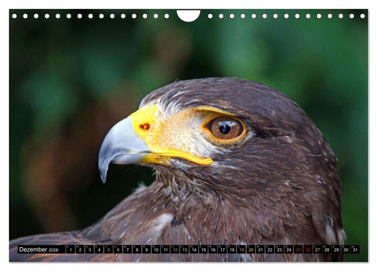 Produktbild: V&ouml;gel im Fokus - Ausdrucksstarke Vielfalt in der Vogelwelt (Wandkalender 2026 DIN A4 quer), CALVENDO Monatskalender