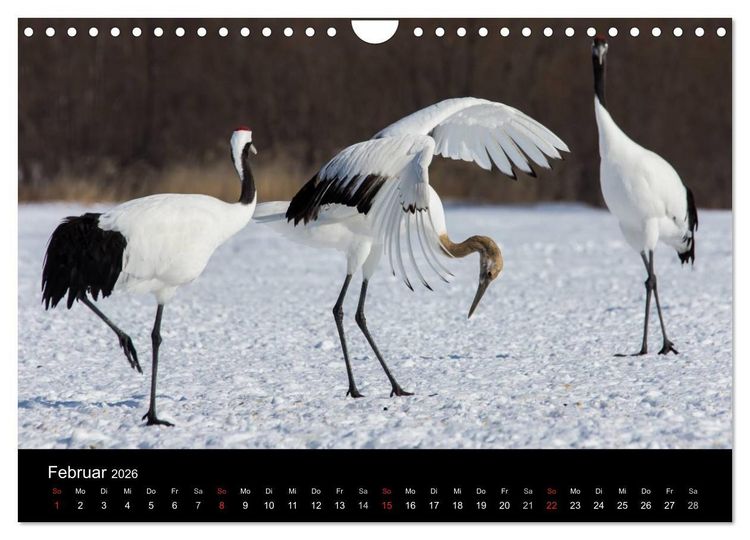 Produktbild: Mandschurenkraniche (Wandkalender 2026 DIN A4 quer), CALVENDO Monatskalender