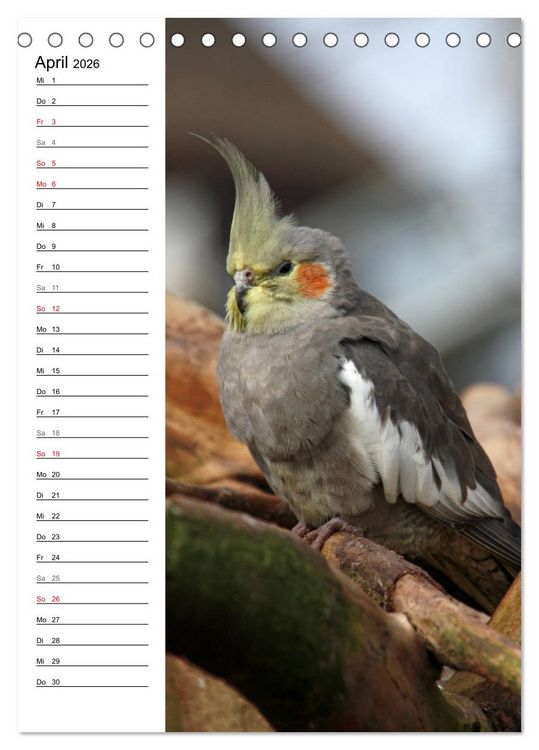 Produktbild: Der Nymphensittich-Terminplaner (Tischkalender 2026 DIN A5 hoch), CALVENDO Monatskalender