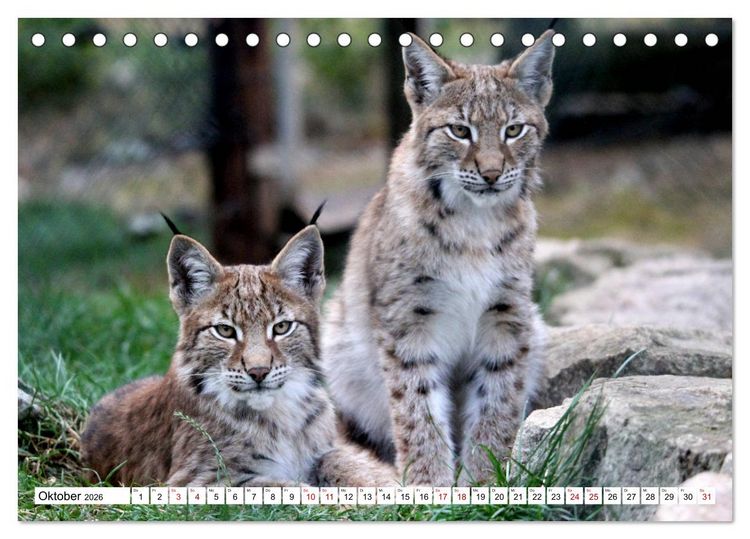 Produktbild: Familie Luchs - Die J&auml;ger mit dem Pinselohr (Tischkalender 2026 DIN A5 quer), CALVENDO Monatskalender