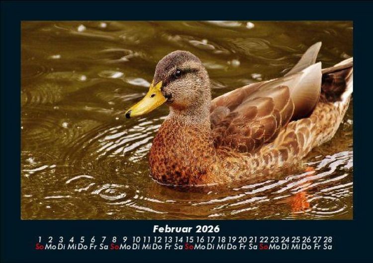 Produktbild: Enten 2026 Fotokalender DIN A5