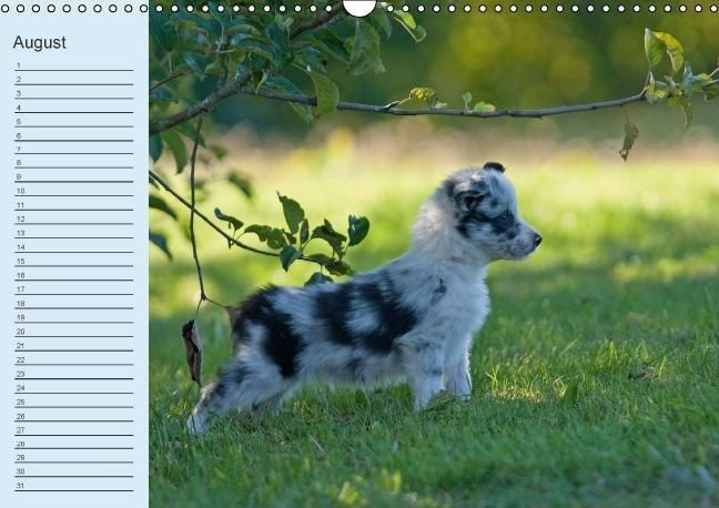Produktbild: Der Border Collie Geburtstagskalender (Wandkalender immerw&auml;hrend DIN A3 quer)