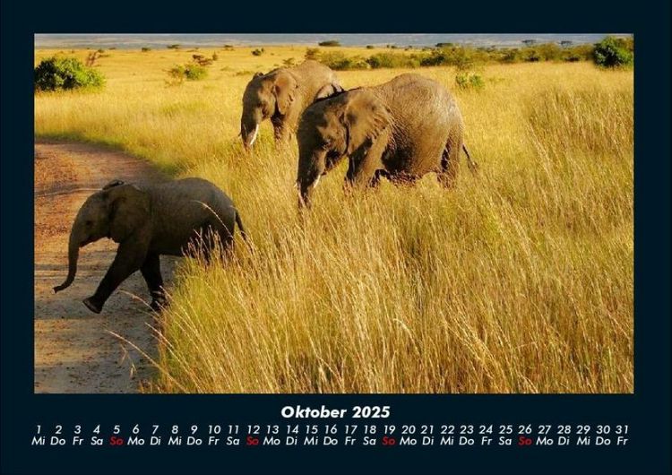 Produktbild: Elefanten 2025 Fotokalender DIN A4