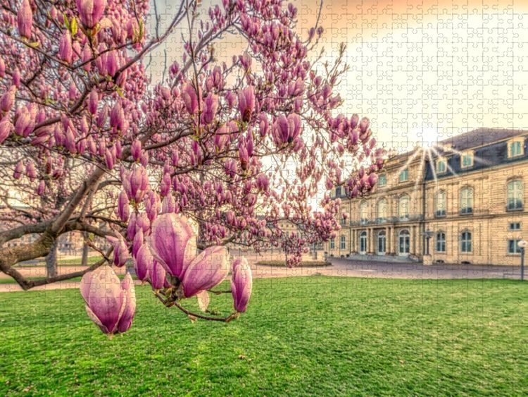 Produktbild: CALVENDO Puzzle Magnolien Bl&uuml;te auf dem Stuttgart Schlossplatz | 1000 Teile Lege-Gr&ouml;&szlig;e 64x48cm Foto-Puzzle f&uuml;r gl&uuml;ckliche Stunden