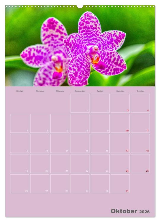 Produktbild: Nachtfalterorchideen in High Dynamic (hochwertiger Premium Wandkalender 2026 DIN A2 hoch), Kunstdruck in Hochglanz