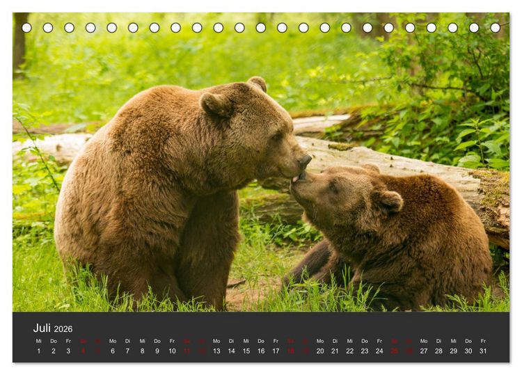 Produktbild: Die grossen B&auml;rentatzen (Tischkalender 2026 DIN A5 quer), CALVENDO Monatskalender