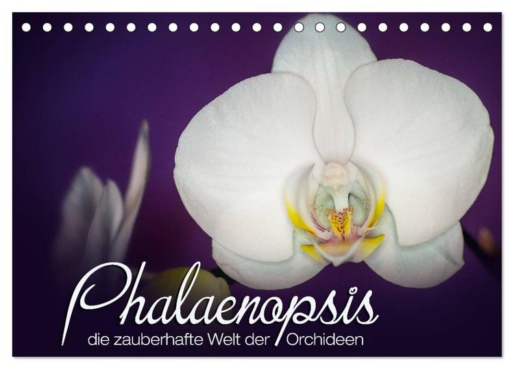 Produktbild: Phalaenopsis - die zauberhafte Welt der Orchideen (Tischkalender 2026 DIN A5 quer), CALVENDO Monatskalender