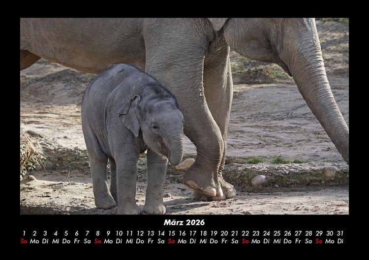 Produktbild: Der Elefantenkalender 2026 Fotokalender DIN A3