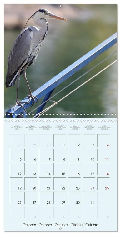 Produktbild: Les oiseaux du lac L&eacute;man (Calendrier mural carr&eacute; 2026 30x30 cm) Calendrier double avec une page pour vos prises de notes