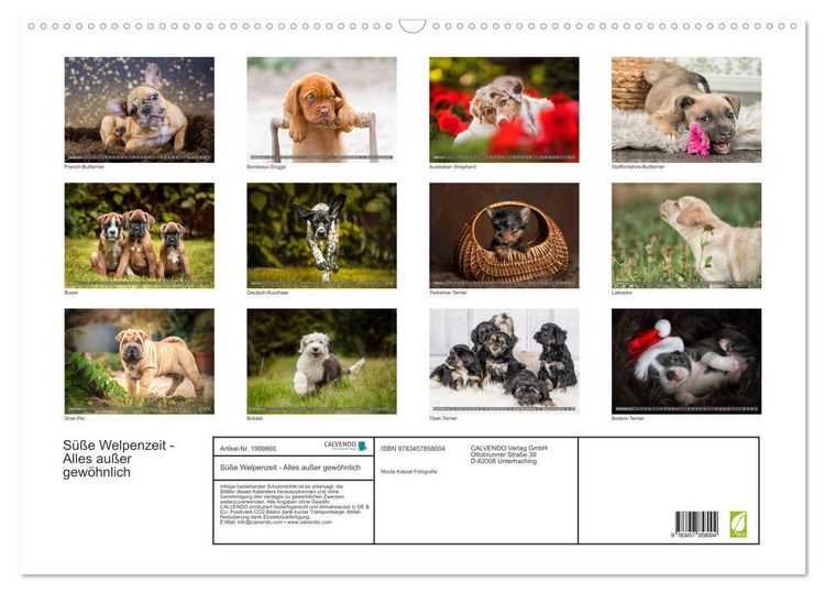 Produktbild: S&uuml;&szlig;e Welpenzeit - Alles au&szlig;er gew&ouml;hnlich (Wandkalender 2026 DIN A2 quer), CALVENDO Monatskalender