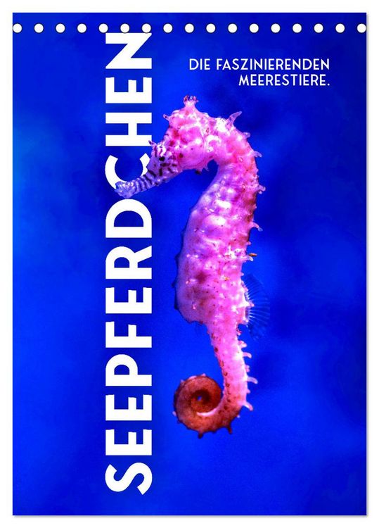 Produktbild: Seepferdchen - Die faszinierende Meerestiere. (Tischkalender 2026 DIN A5 hoch), CALVENDO Monatskalender