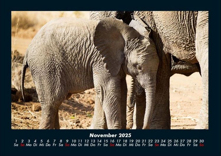 Produktbild: Der Elefantenkalender 2025 Fotokalender DIN A4
