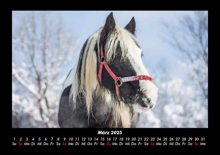 Produktbild: Die Welt der Pferde 2025 Fotokalender DIN A3