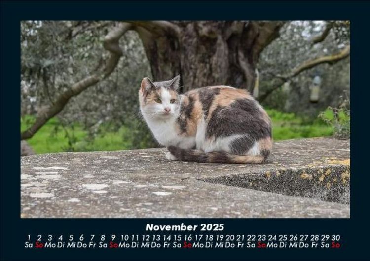 Produktbild: F&uuml;r Katzenfreunde 2025 Fotokalender DIN A5