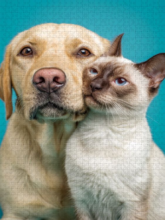 Produktbild: CALVENDO Puzzle Labrador Retriever und Siamkatze - Hund und Katze kuscheln | 1000 Teile Lege-Gr&ouml;&szlig;e 64x48cm Foto-Puzzle f&uuml;r gl&uuml;ckliche Stunden