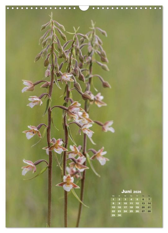 Produktbild: Orchideen in freier Wildbahn (Wandkalender 2026 DIN A3 hoch), CALVENDO Monatskalender