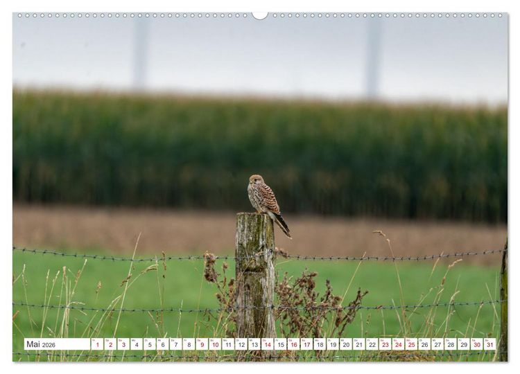 Produktbild: Wildv&ouml;gel 2026 (Wandkalender 2026 DIN A2 quer), CALVENDO Monatskalender