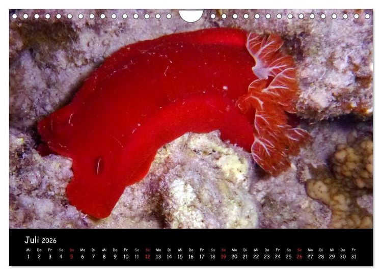 Produktbild: Rotes Meer - Unterwasserimpressionen (Wandkalender 2026 DIN A4 quer), CALVENDO Monatskalender