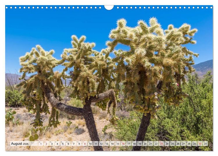 SAGUARO NATIONAL PARK Heimat des Saguaro-Kaktus (Wandkalender 2026 DIN A3  quer), CALVENDO Monatskalender" kaufen