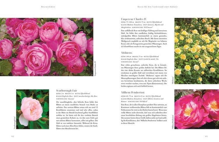 Produktbild: Rosen