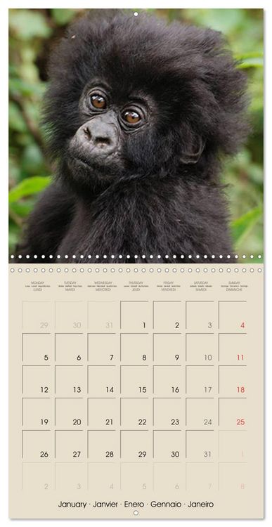 Produktbild: Gorillas &bull; The Gentle Giants (Wall Calendar 2026 12 &times; 12 Inch) CALVENDO 12 Month Wall Calendar