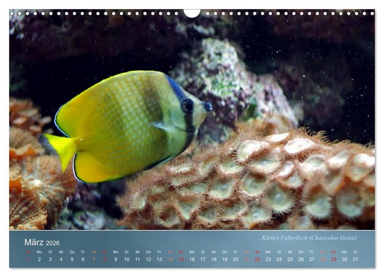 Produktbild: Bunte Riffbewohner - Fische, Anemonen und noch viel mehr (Wandkalender 2026 DIN A3 quer), CALVENDO Monatskalender