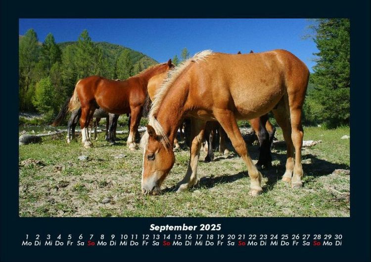 Produktbild: Pferdetraum 2025 Fotokalender DIN A4