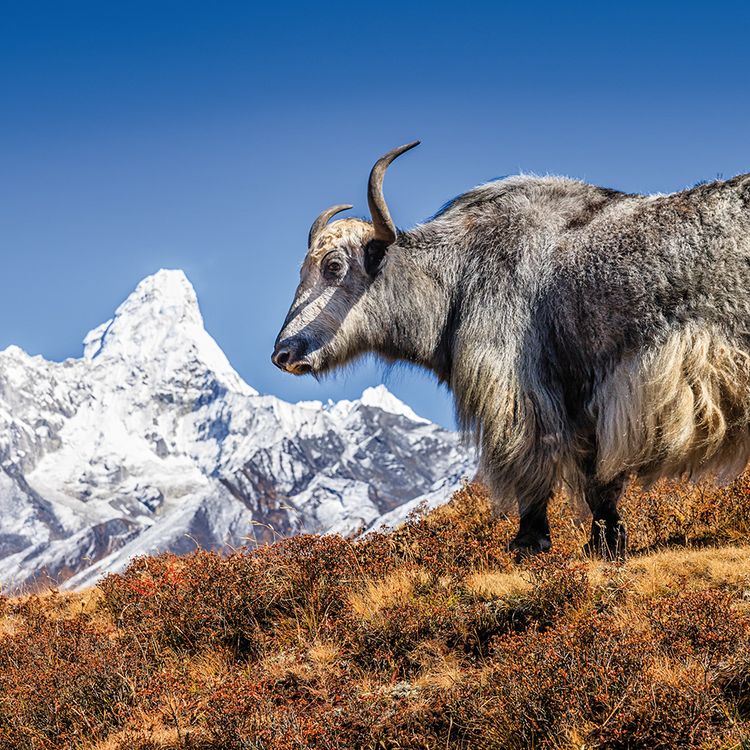 Produktbild: Himalaya 2024